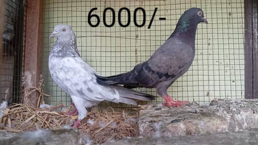 Breeder pairs are available in a reasonable price