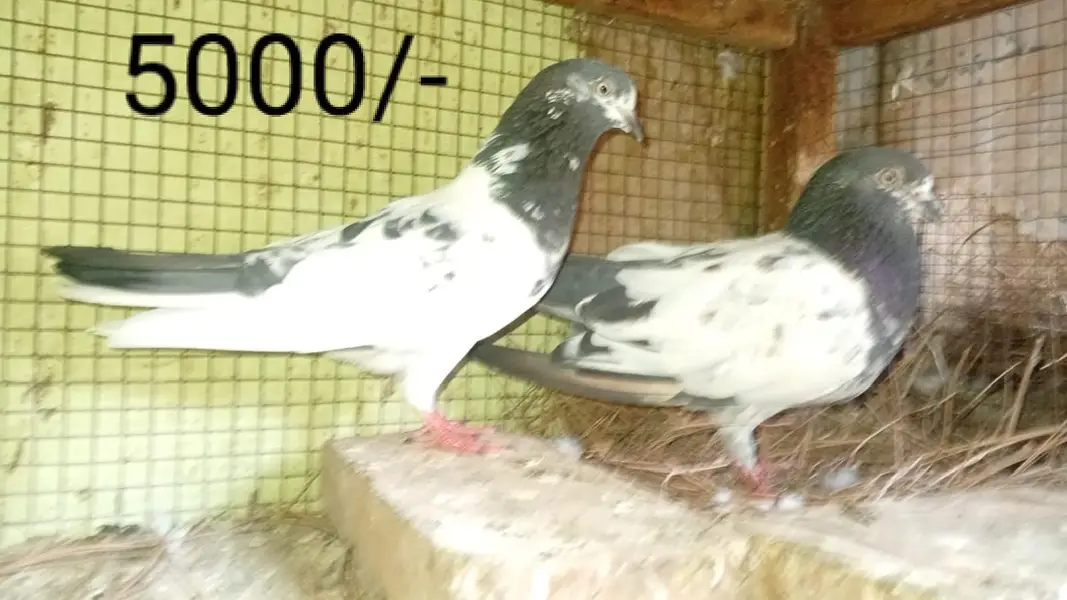 Breeder pairs are available in a reasonable price — photo 2