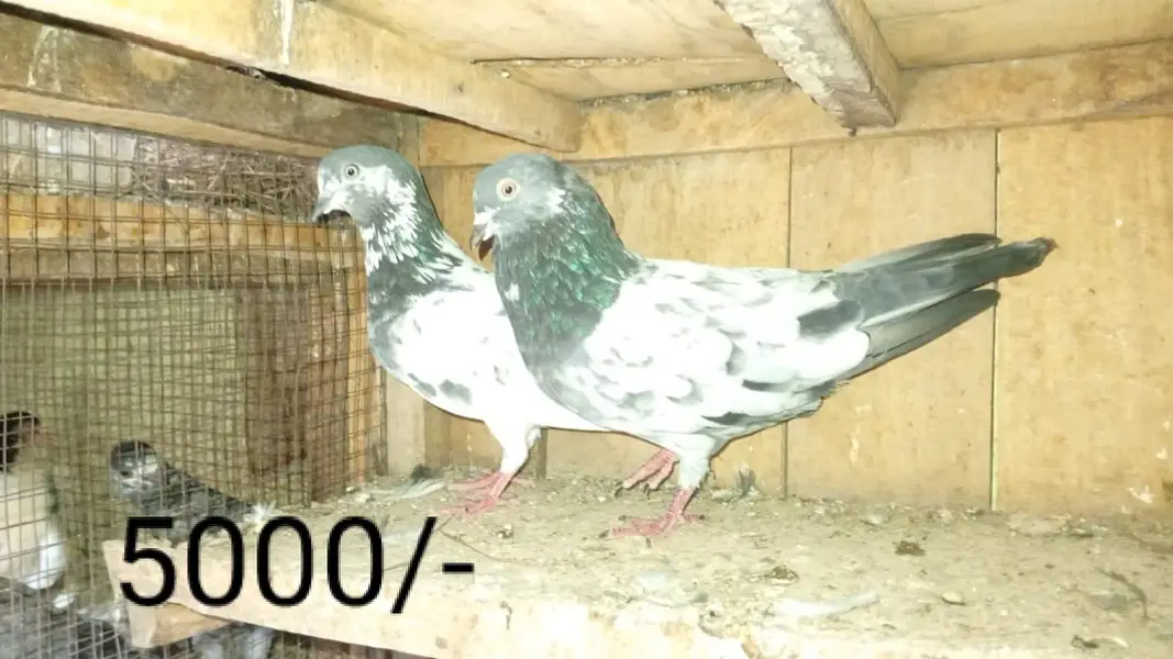 Breeder pairs are available in a reasonable price — photo 3