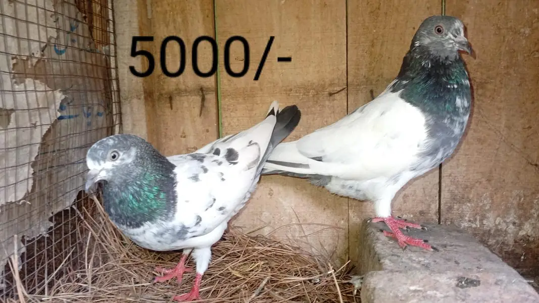 Breeder pairs are available in a reasonable price — photo 4
