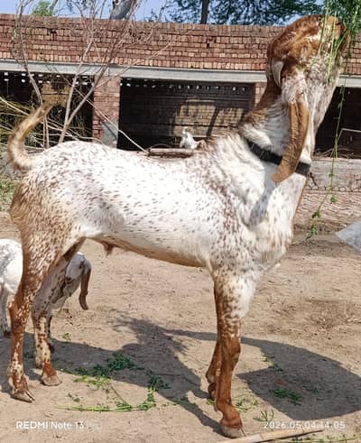 Pure Makhi Cheeni Breeder Bakra for sale