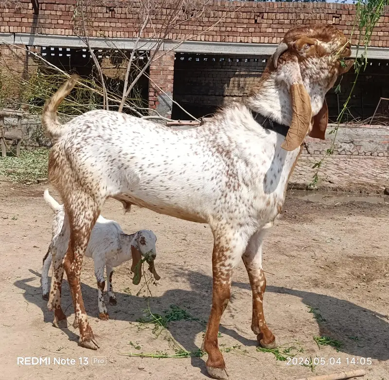 Pure Makhi Cheeni Breeder Bakra for sale — photo 2