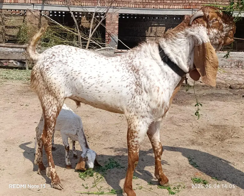 Pure Makhi Cheeni Breeder Bakra for sale — photo 3
