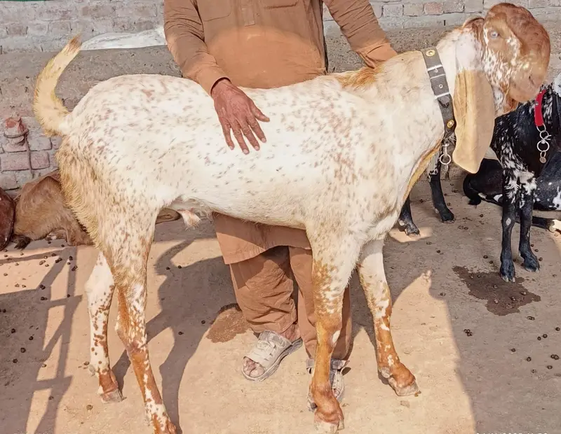 Pure Makhi Cheeni Breeder Bakra for sale — photo 4