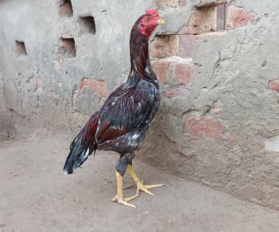 Aseel patha