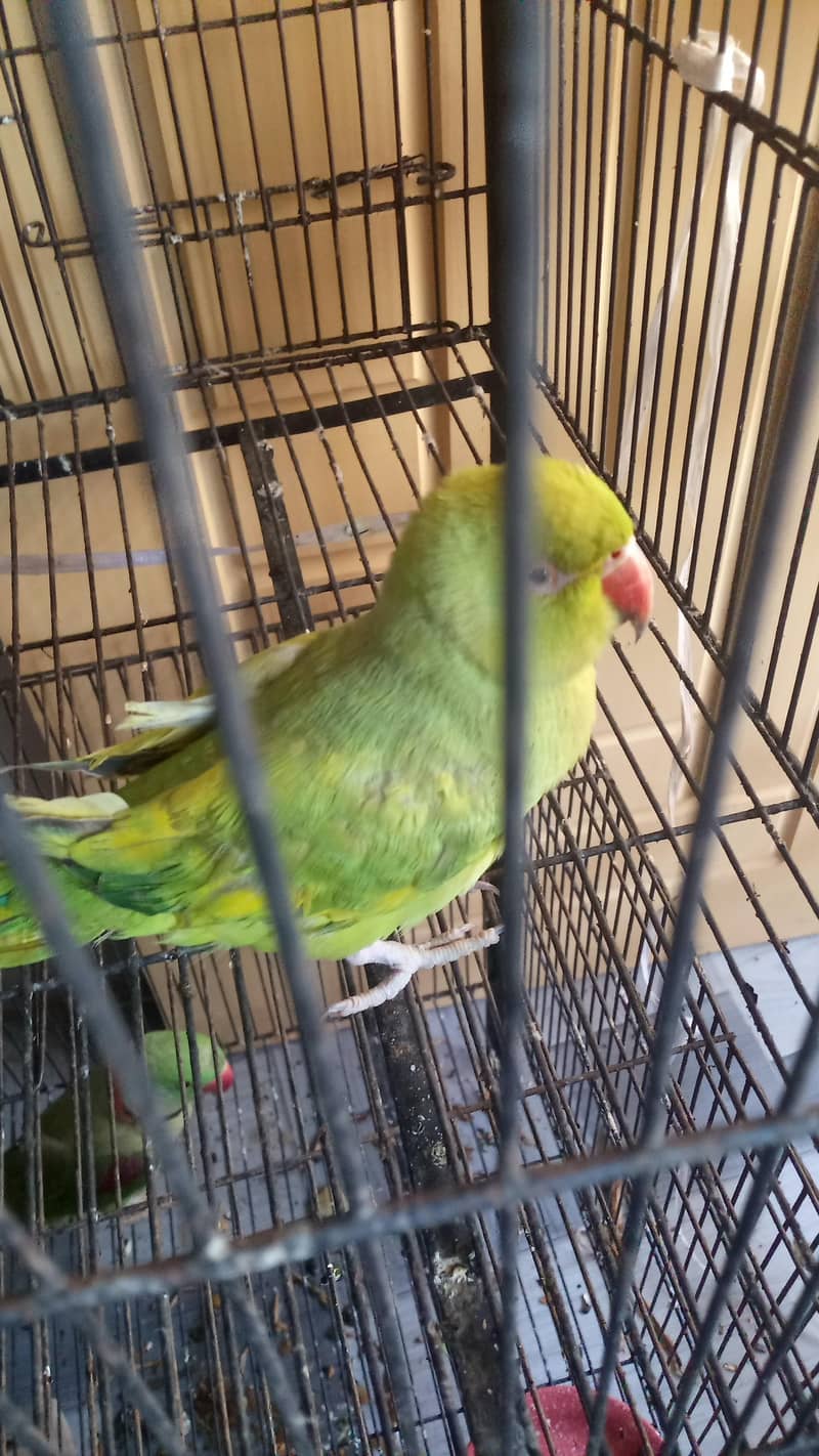 Green Parrots 1