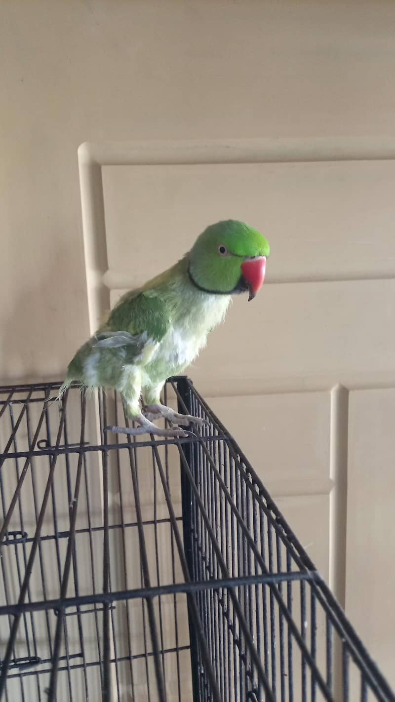 Green Parrots 2