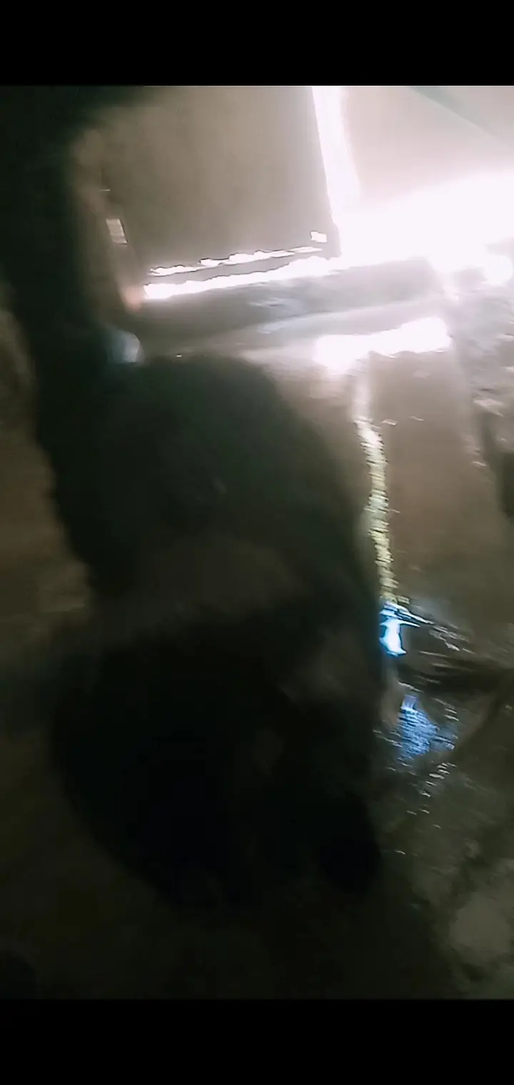 Persian full black cat male hai(03)(23)(19)(28)(90)(1) — photo 2