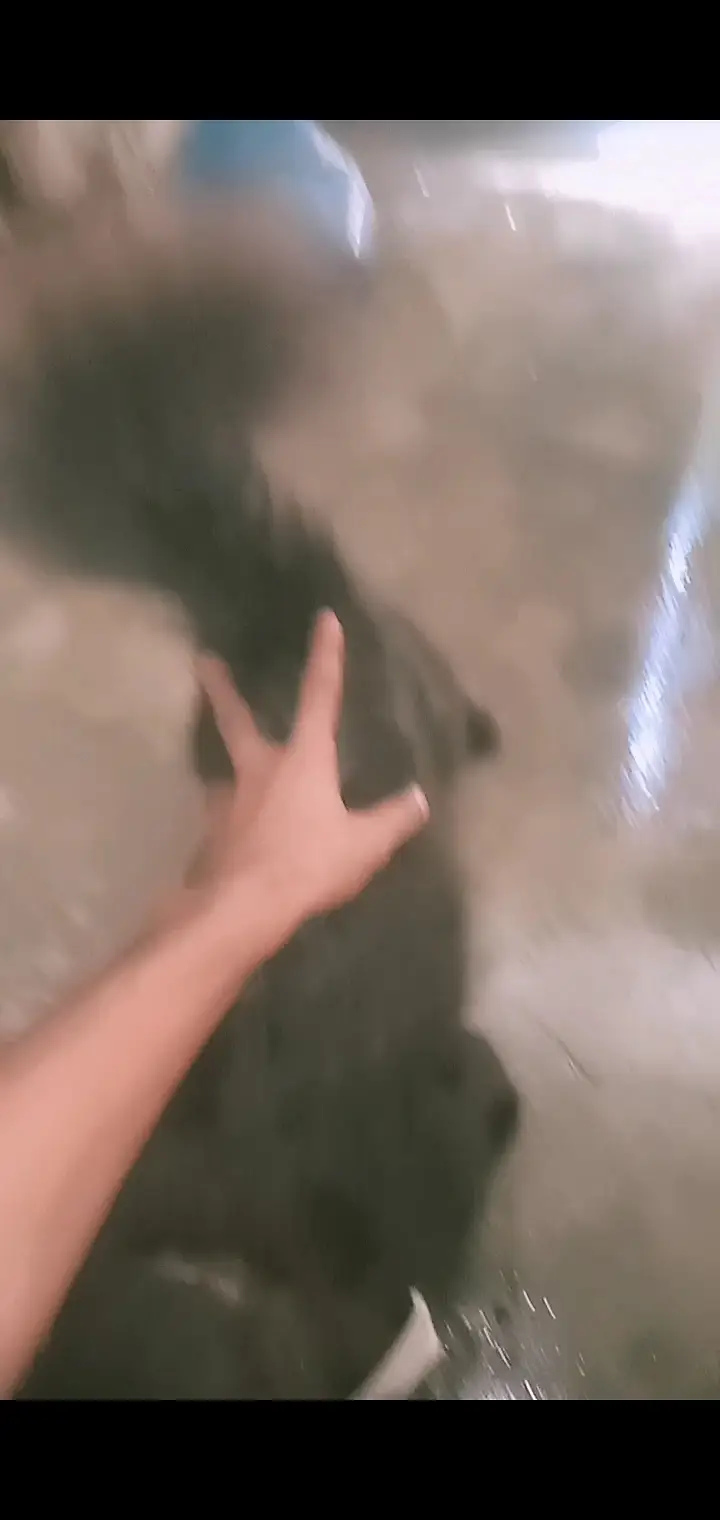 Persian full black cat male hai(03)(23)(19)(28)(90)(1) — photo 3