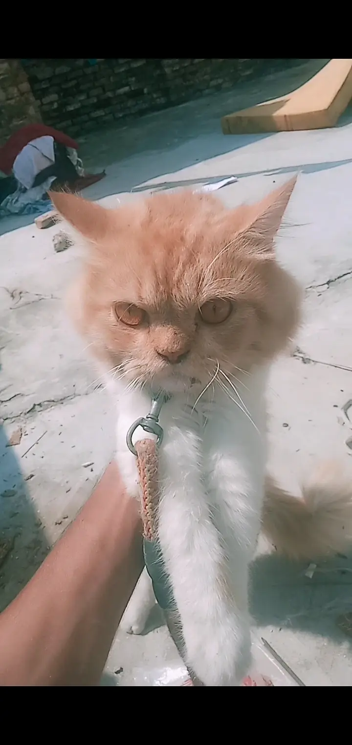 Persian full black cat male hai(03)(23)(19)(28)(90)(1) — photo 4