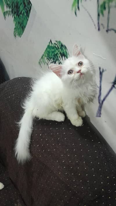 White persian kitten / Triple coated kitten /Punch face kitten