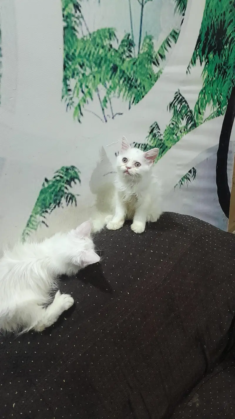 White persian kitten / Triple coated kitten /Punch face kitten — photo 2