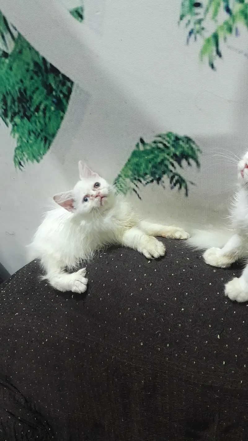 White persian kitten / Triple coated kitten /Punch face kitten — photo 3