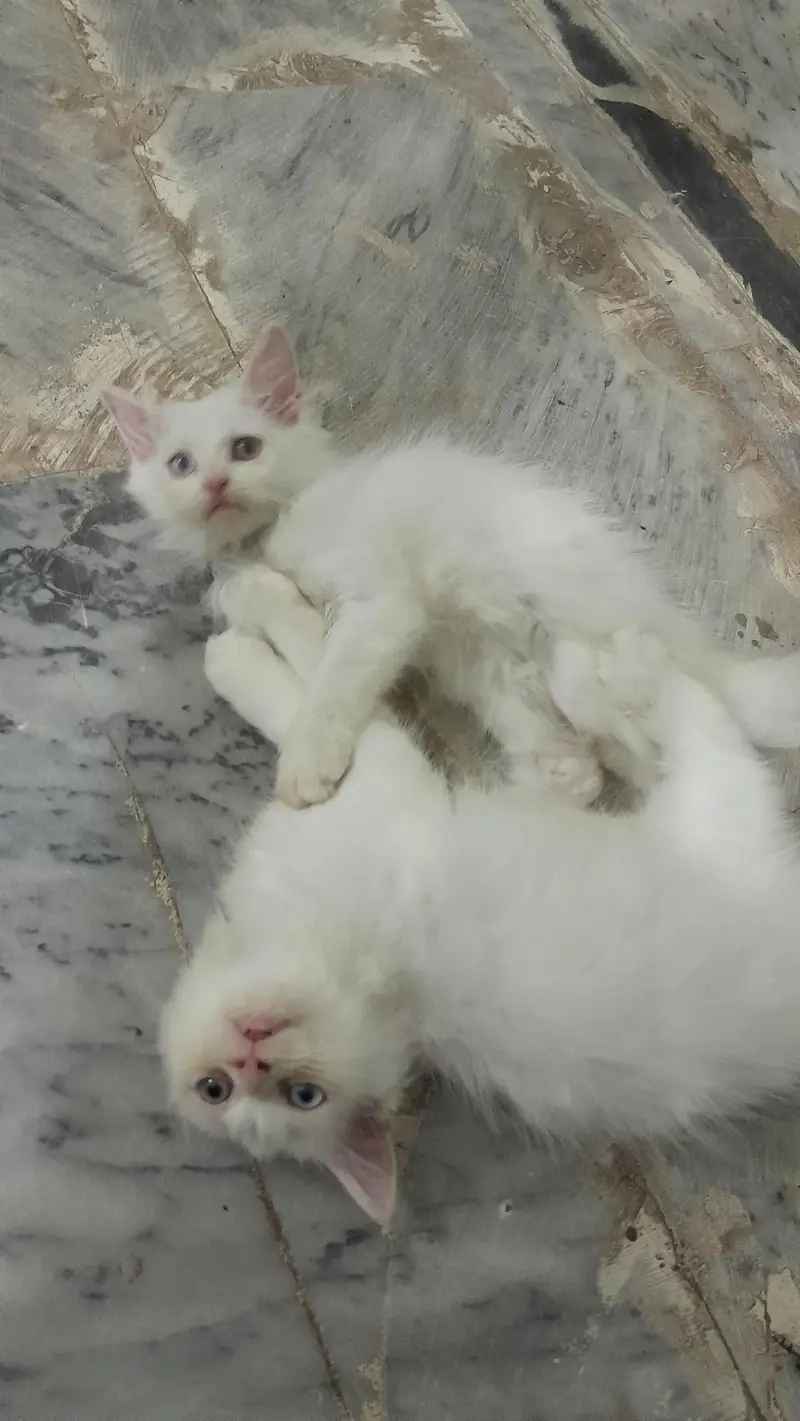 White persian kitten / Triple coated kitten /Punch face kitten — photo 4