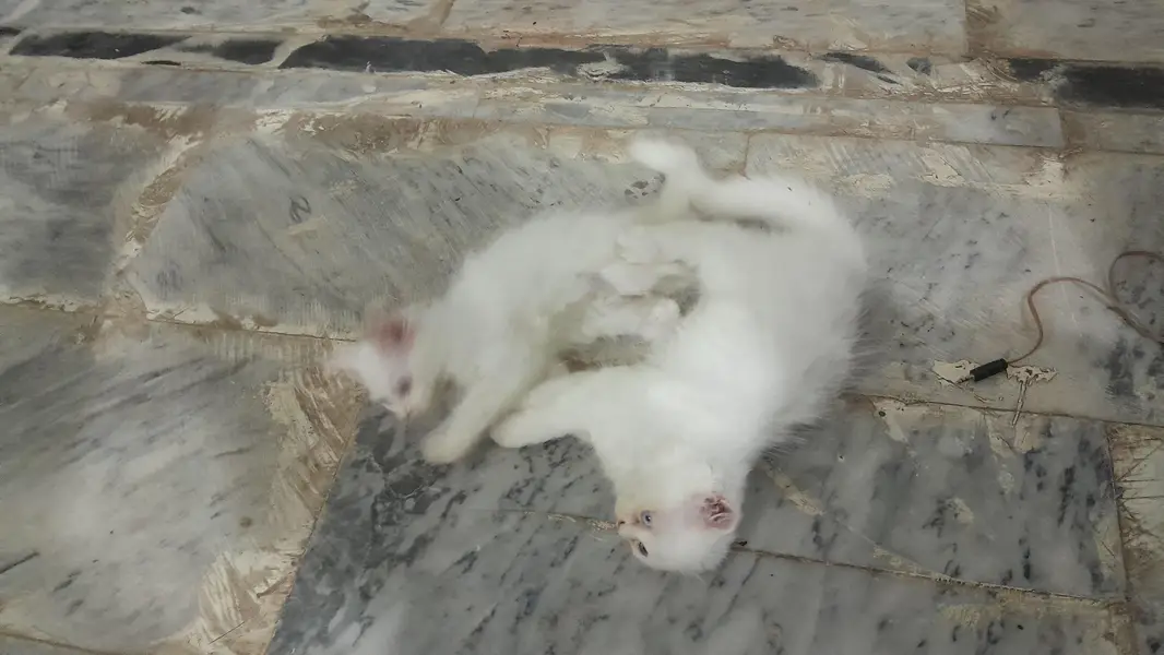 White persian kitten / Triple coated kitten /Punch face kitten — photo 5