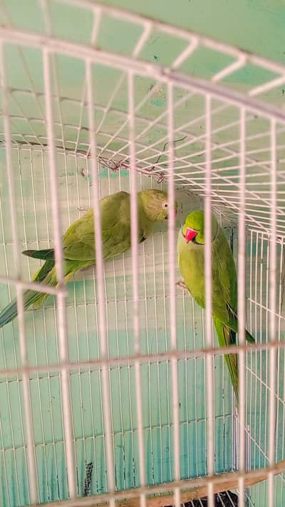 parrots pair breeder