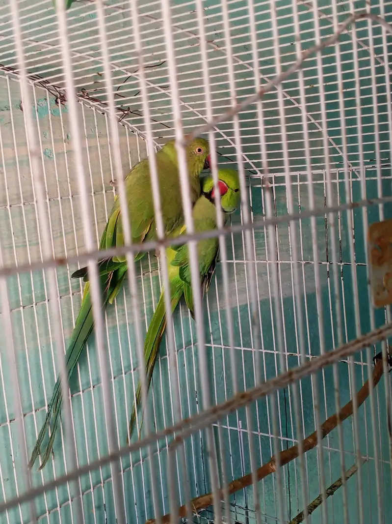 parrots pair breeder — photo 2