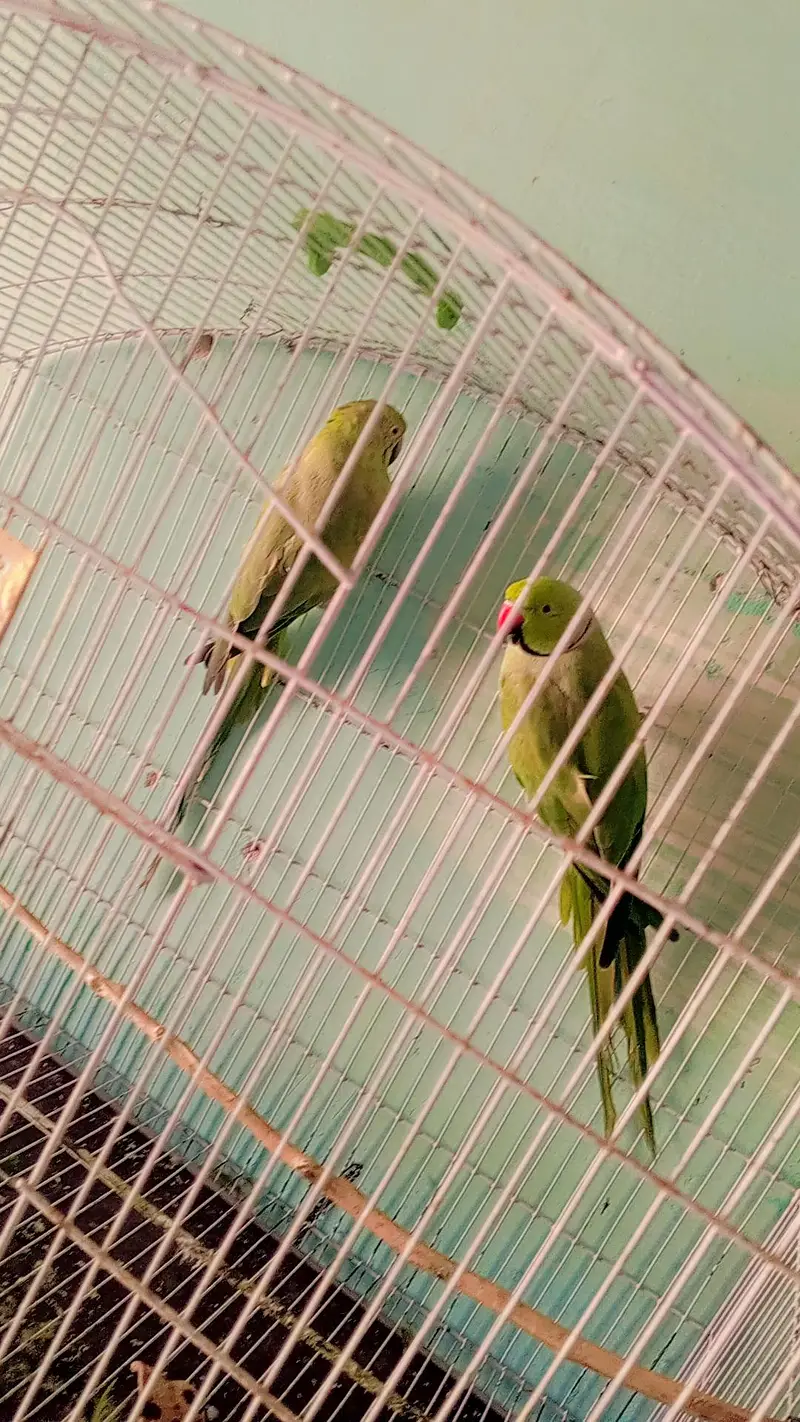 parrots pair breeder — photo 3