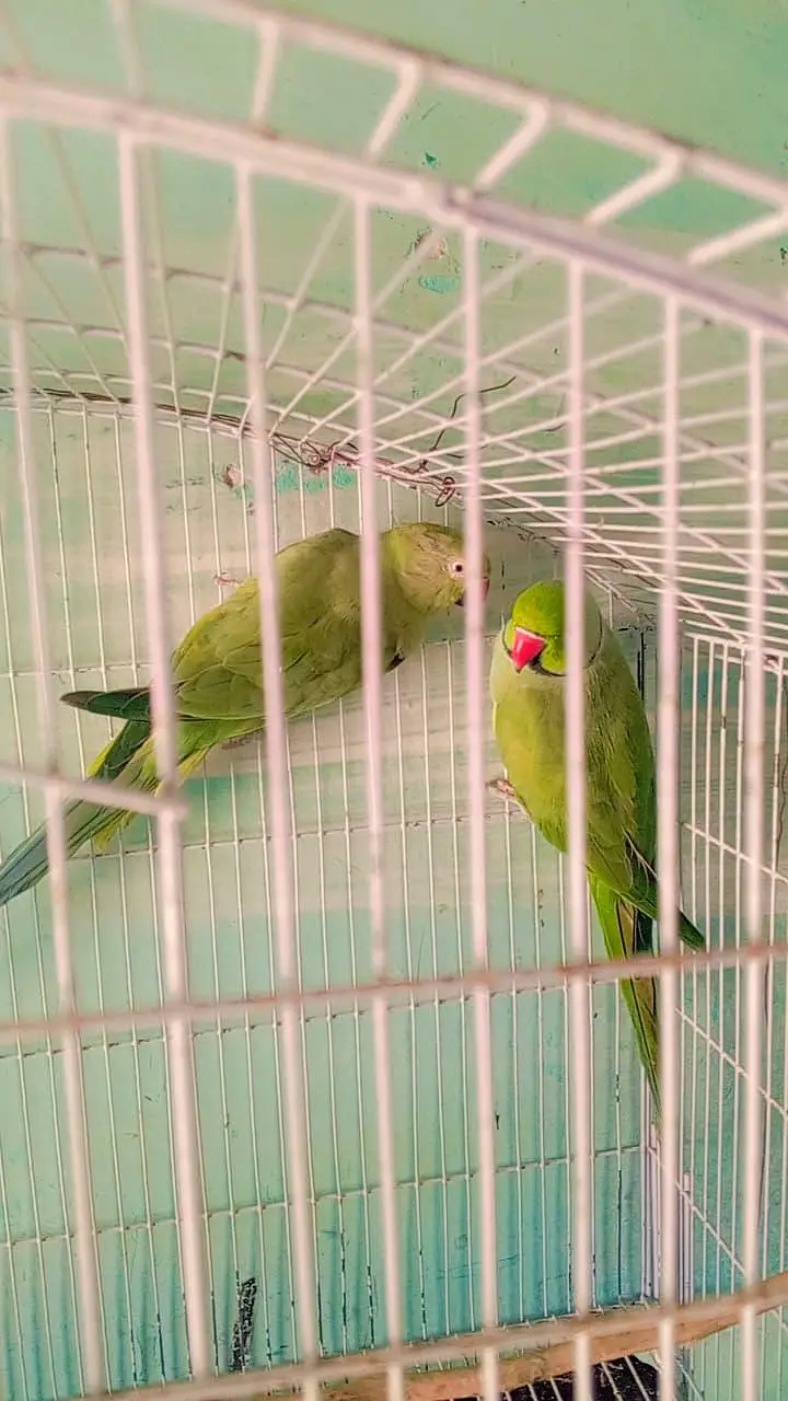 parrots pair breeder — photo 4