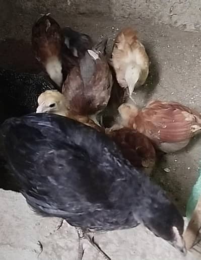 Golden Misri Chicks sardio k eggs ke tayari aj say he start karain