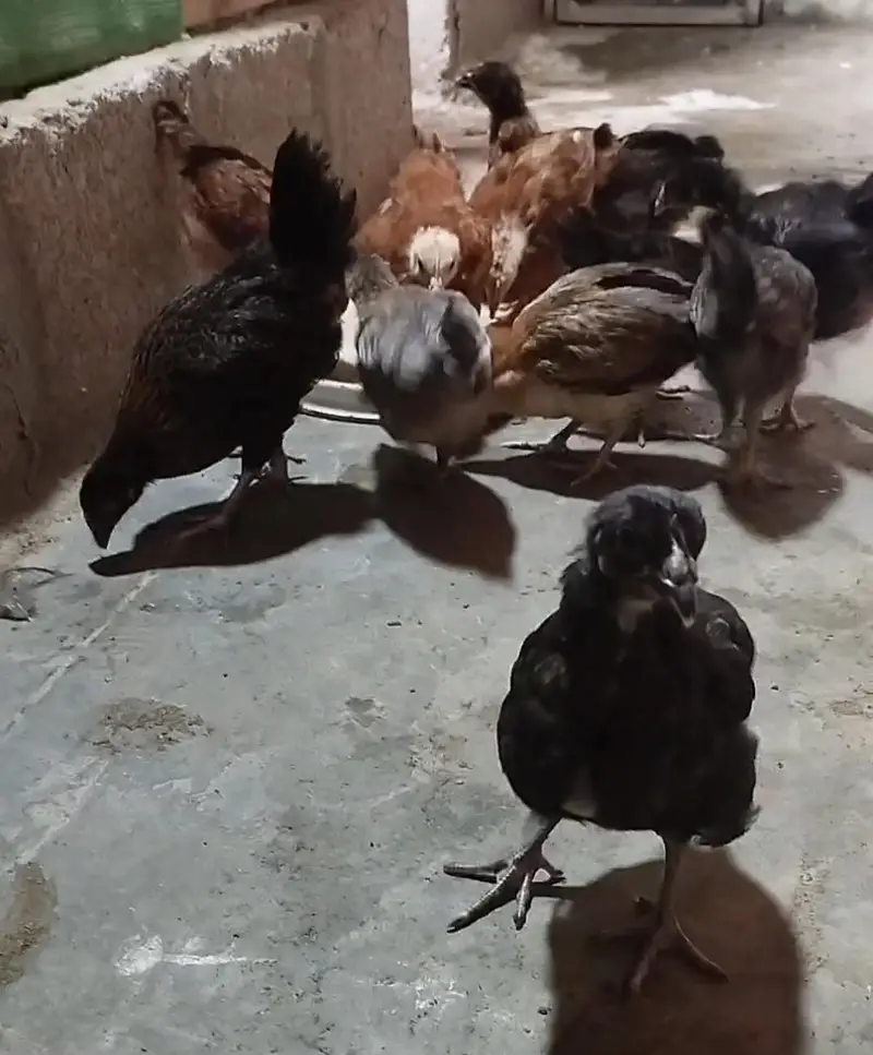 Golden Misri Chicks sardio k eggs ke tayari aj say he start karain — photo 2