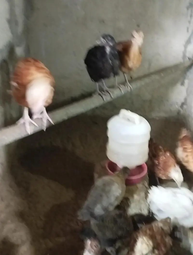 Golden Misri Chicks sardio k eggs ke tayari aj say he start karain — photo 3