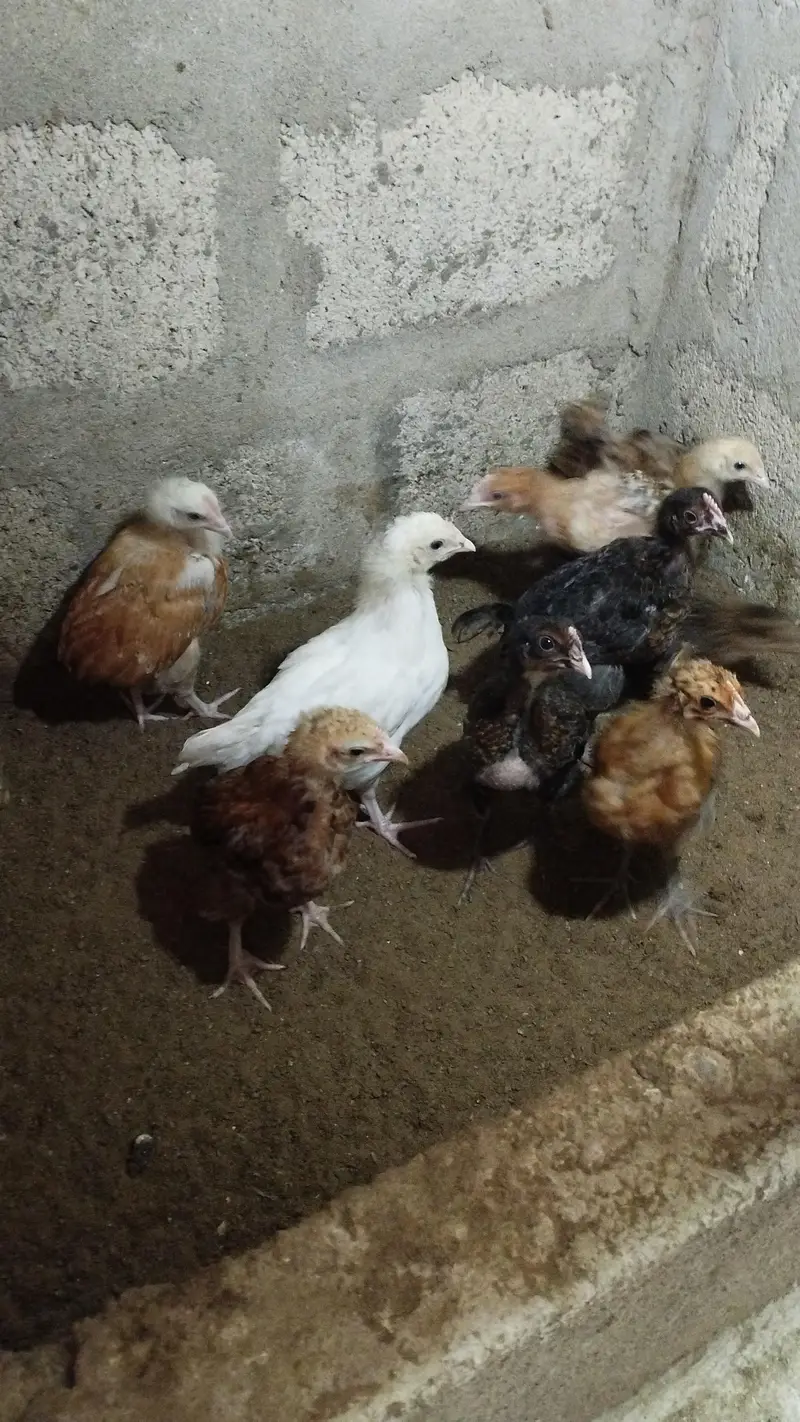 Golden Misri Chicks sardio k eggs ke tayari aj say he start karain — photo 4