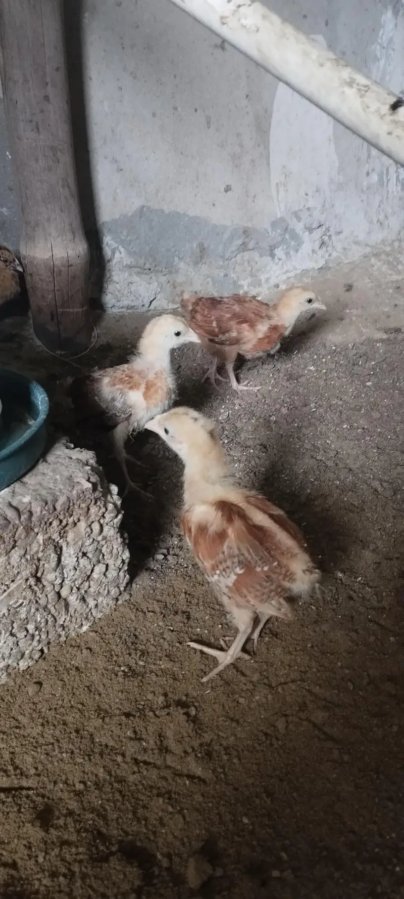 Golden Misri Chicks sardio k eggs ke tayari aj say he start karain — photo 6