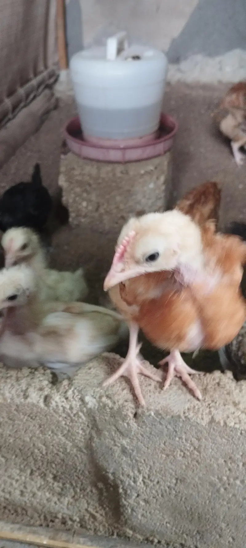 Golden Misri Chicks sardio k eggs ke tayari aj say he start karain — photo 7