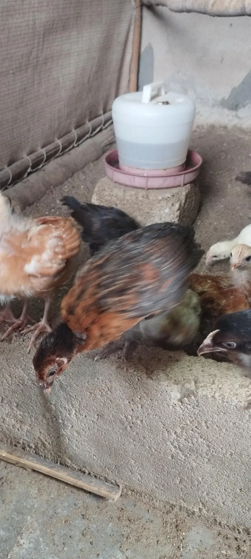 Golden Misri Chicks sardio k eggs ke tayari aj say he start karain — photo 8