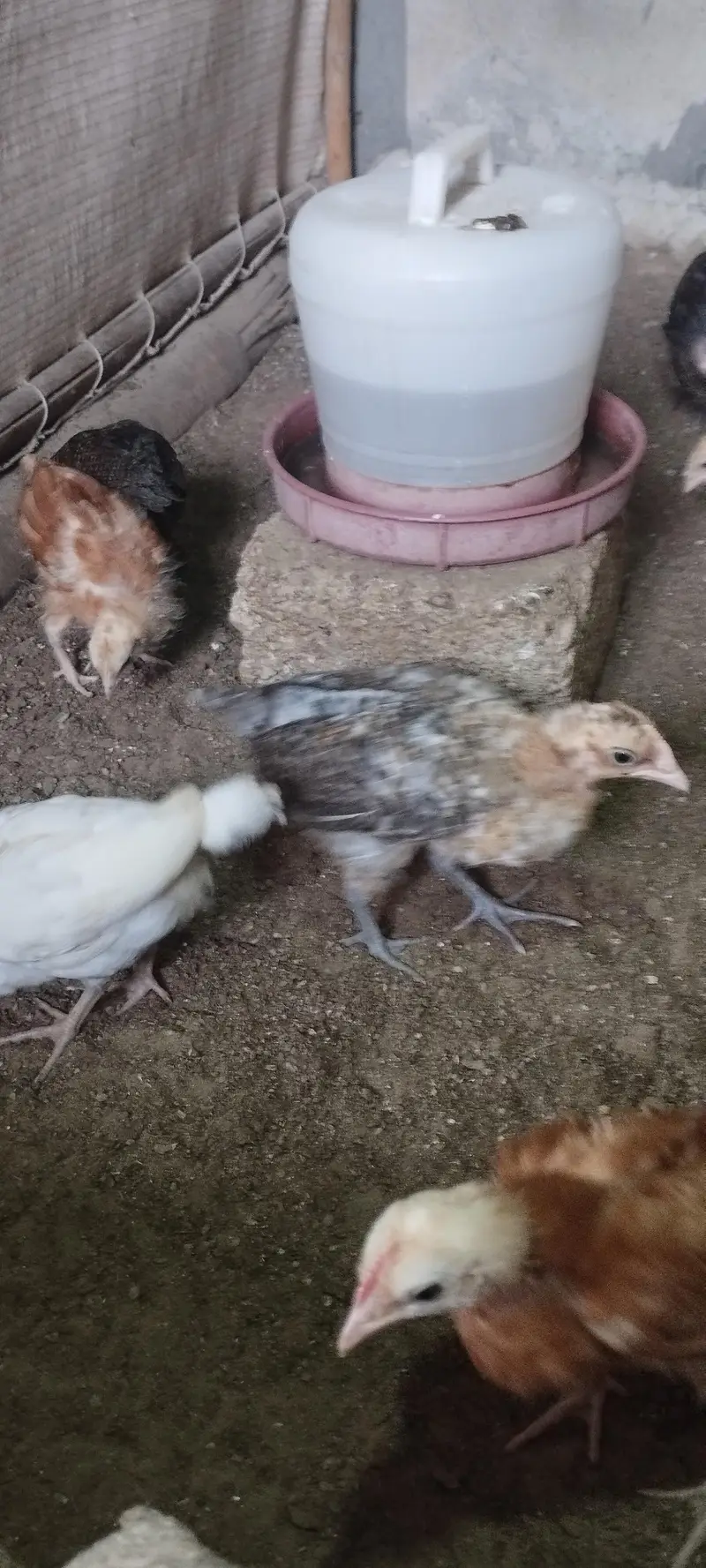Golden Misri Chicks sardio k eggs ke tayari aj say he start karain — photo 9
