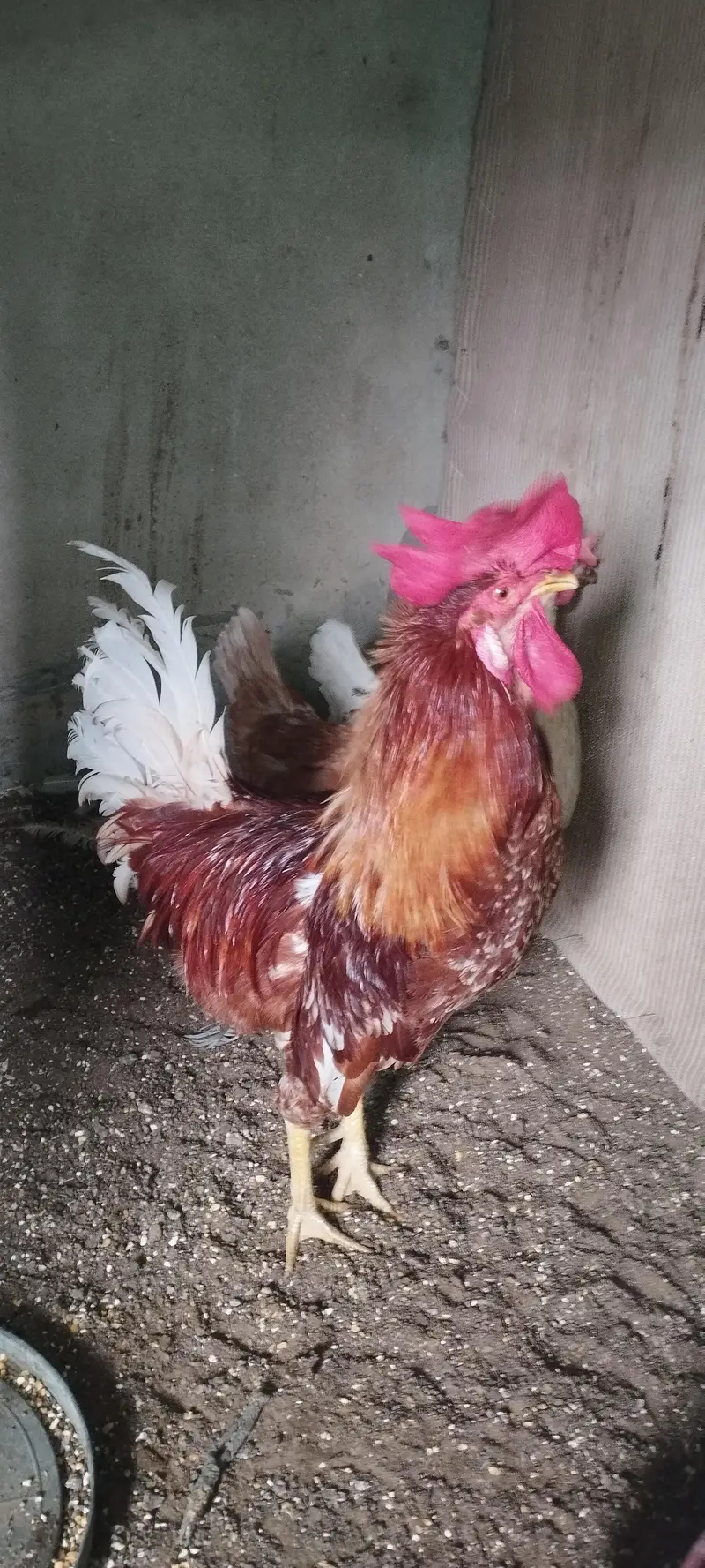 Golden Misri Chicks sardio k eggs ke tayari aj say he start karain — photo 10