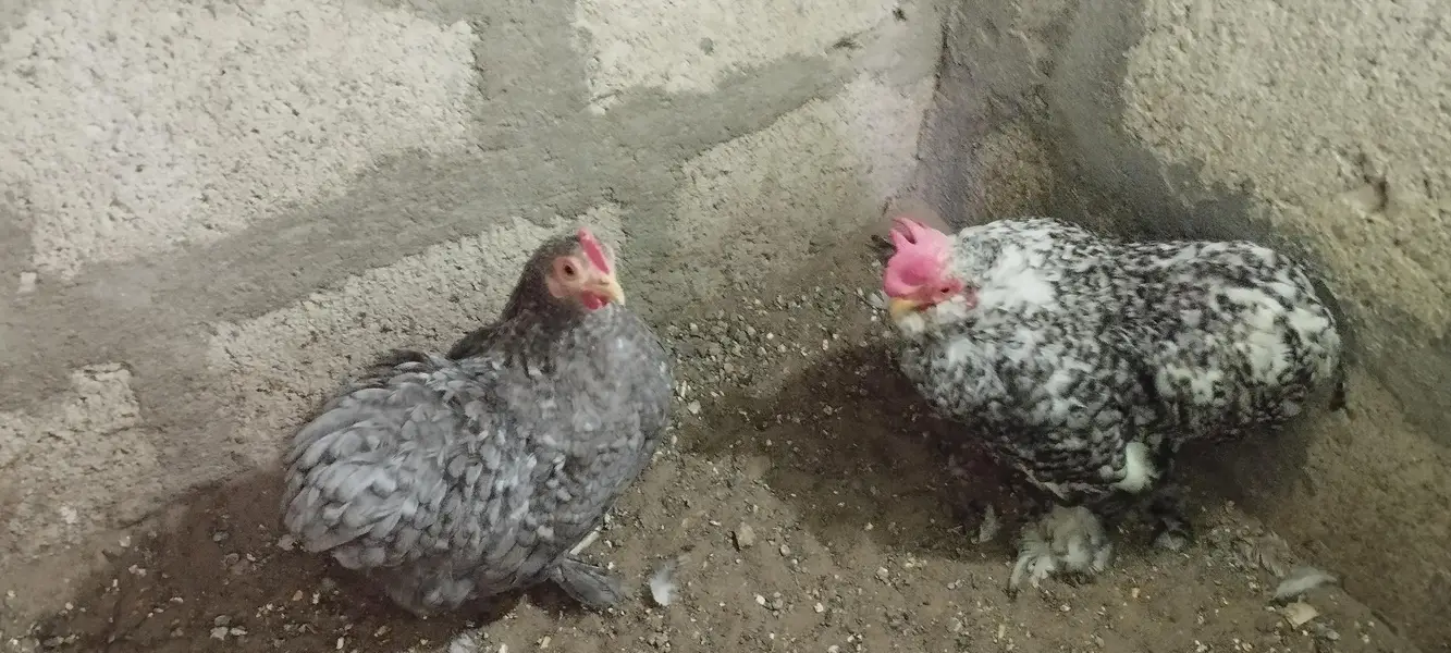 Golden Misri Chicks sardio k eggs ke tayari aj say he start karain — photo 11