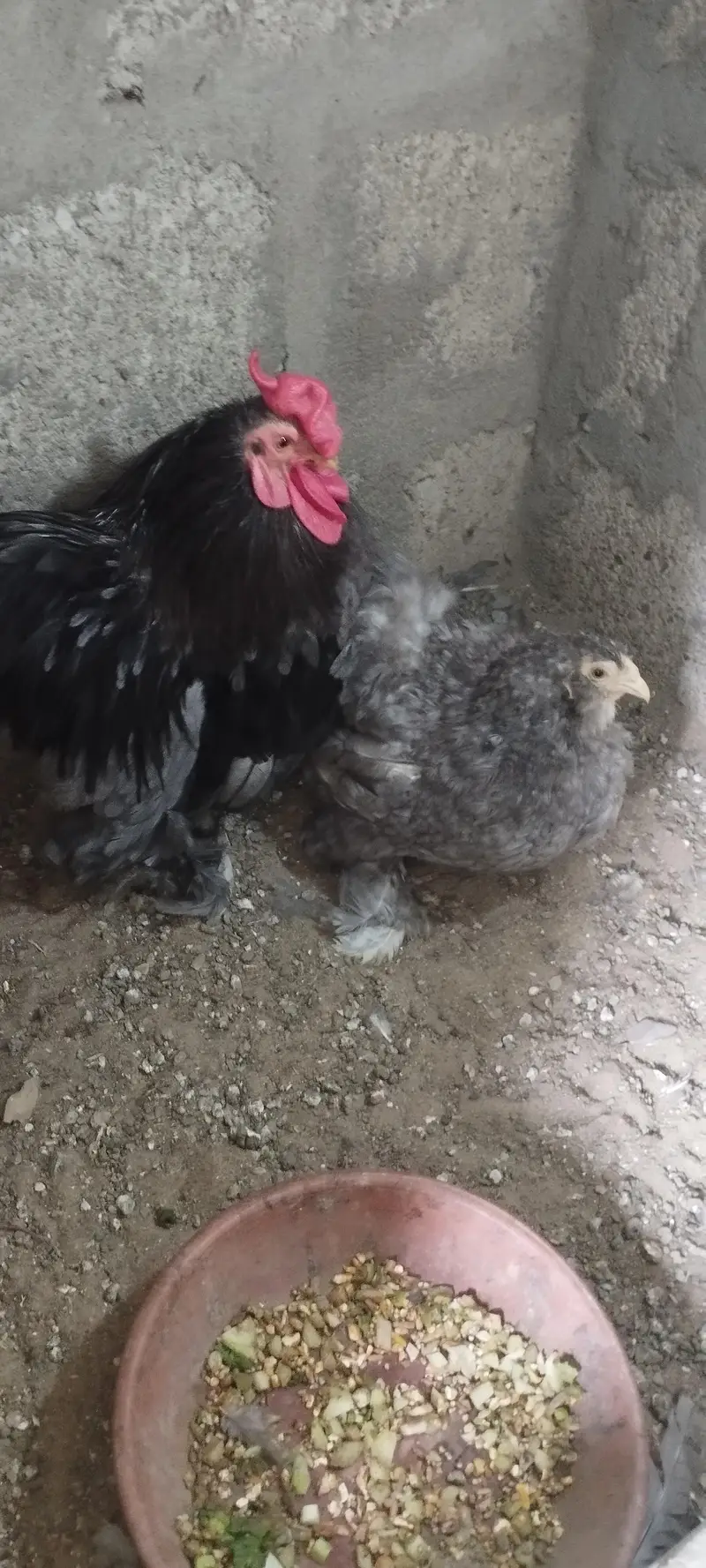 Golden Misri Chicks sardio k eggs ke tayari aj say he start karain — photo 12