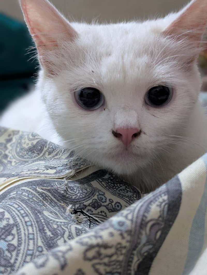 Persian cat 0