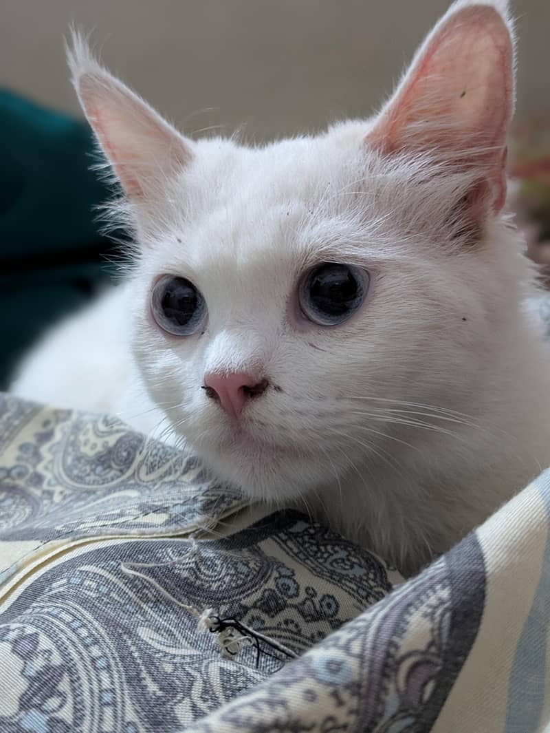 Persian cat 1