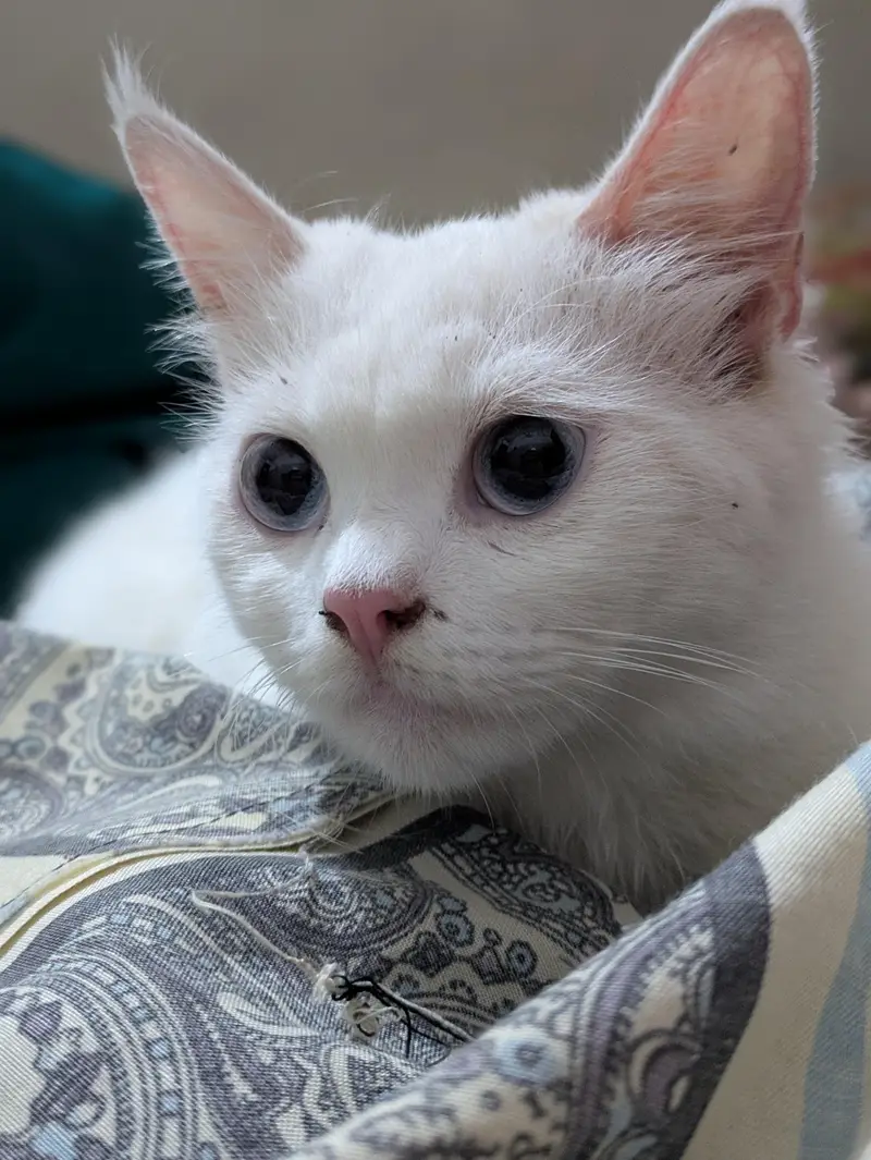 Persian cat — photo 2