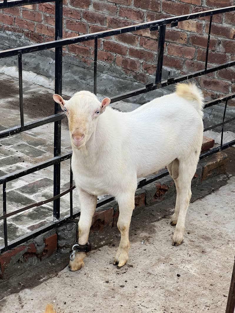 Breedar tedda 0