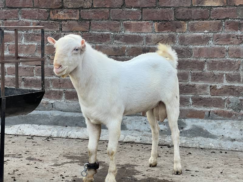 Breedar tedda 1
