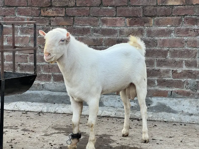 Breeder quality pure khary kanu me — photo 2