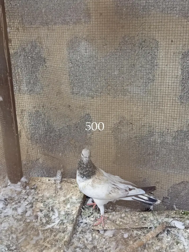 one pair and other single male's female's — photo 2