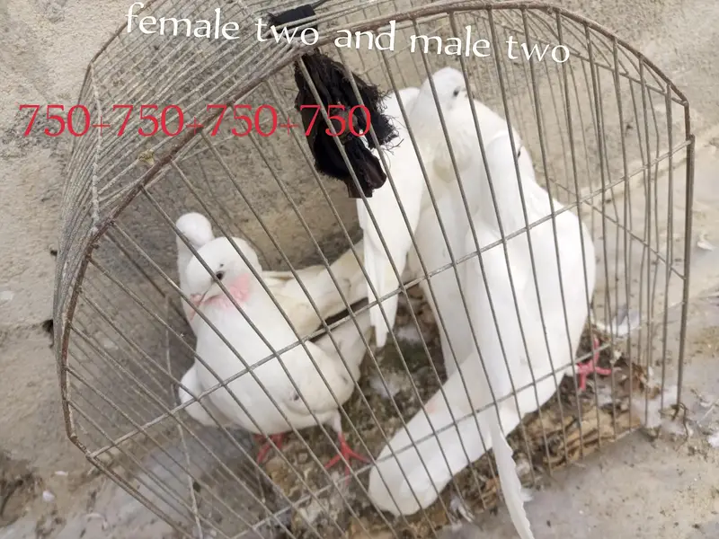 one pair and other single male's female's — photo 3