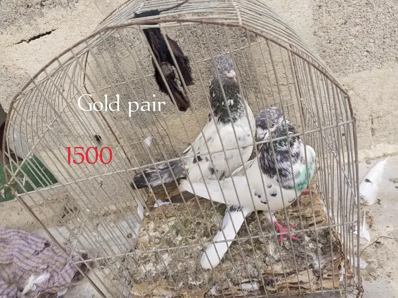 one pair and other single male's female's — photo 4