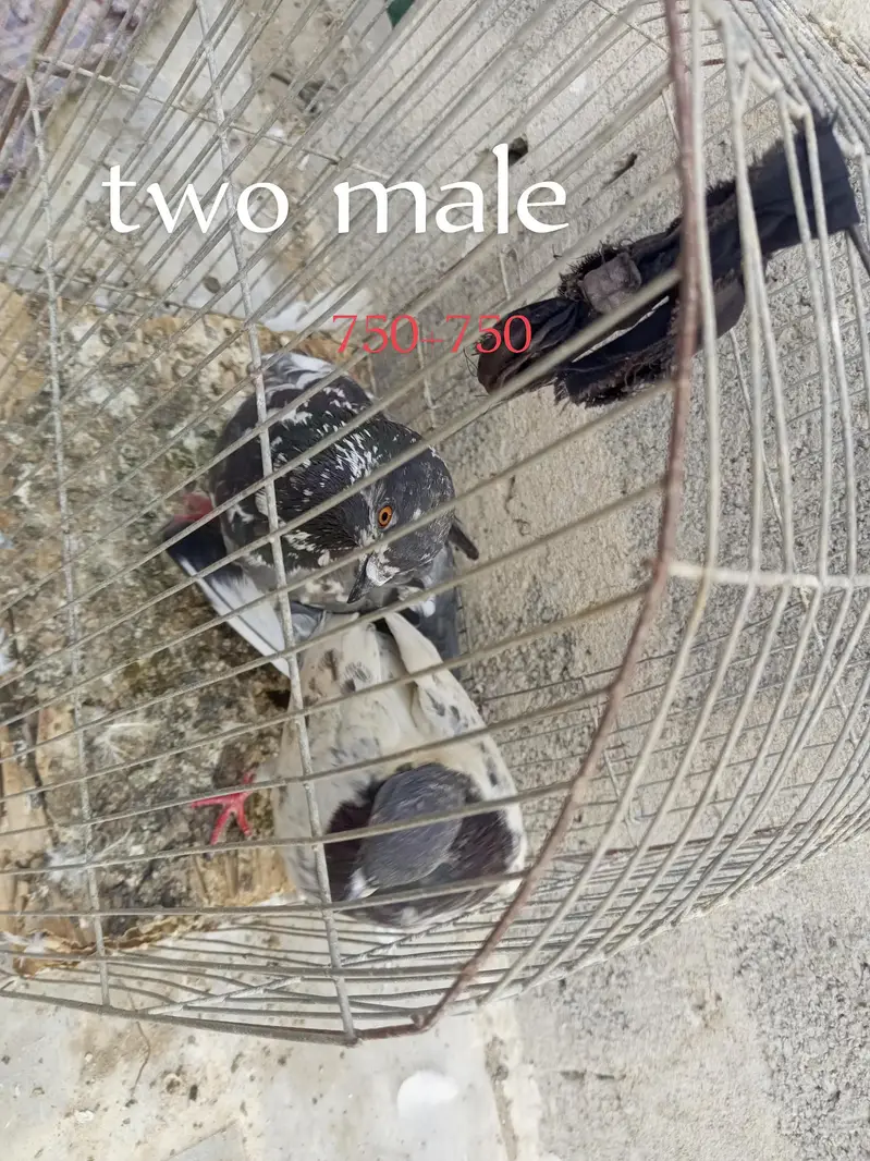 one pair and other single male's female's — photo 6