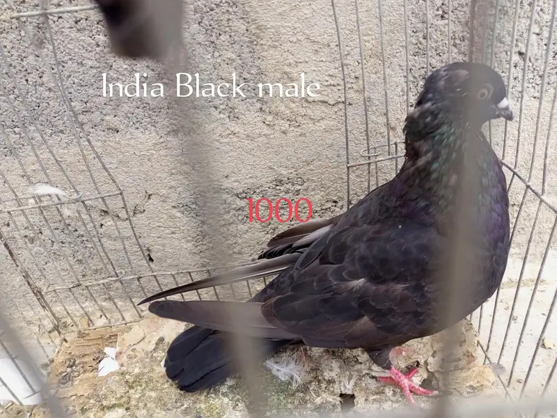 one pair and other single male's female's — photo 7