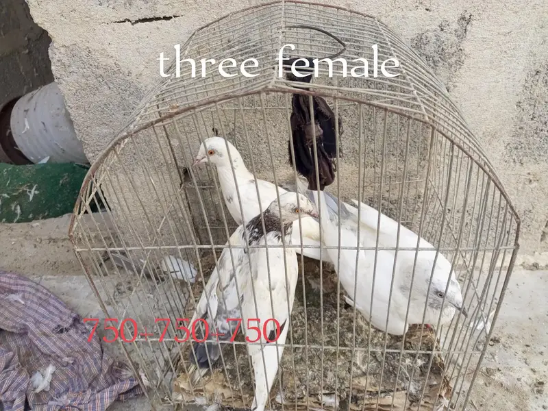 one pair and other single male's female's — photo 9