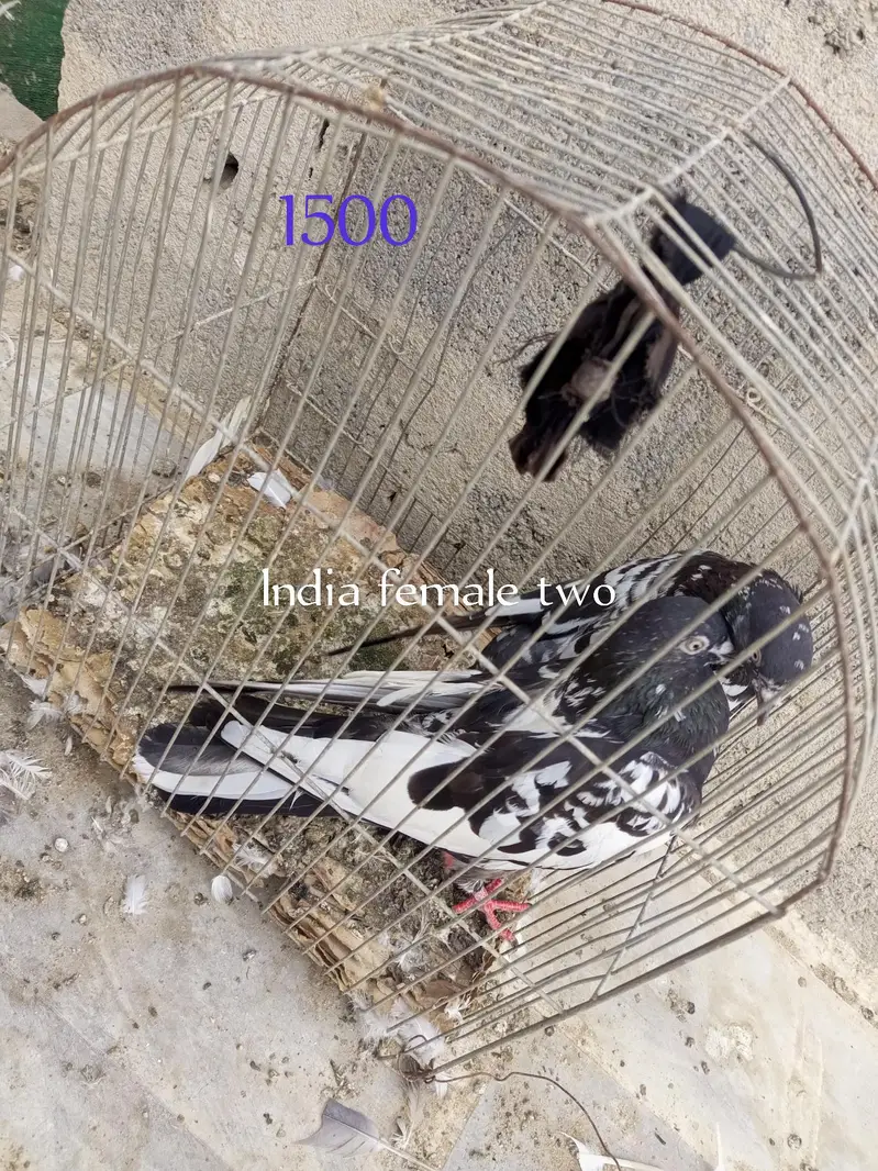 one pair and other single male's female's — photo 10