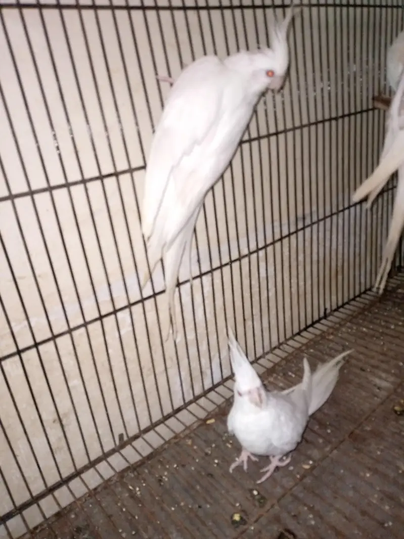 Eno cocktail breeder pairs and red eye budgies — photo 2