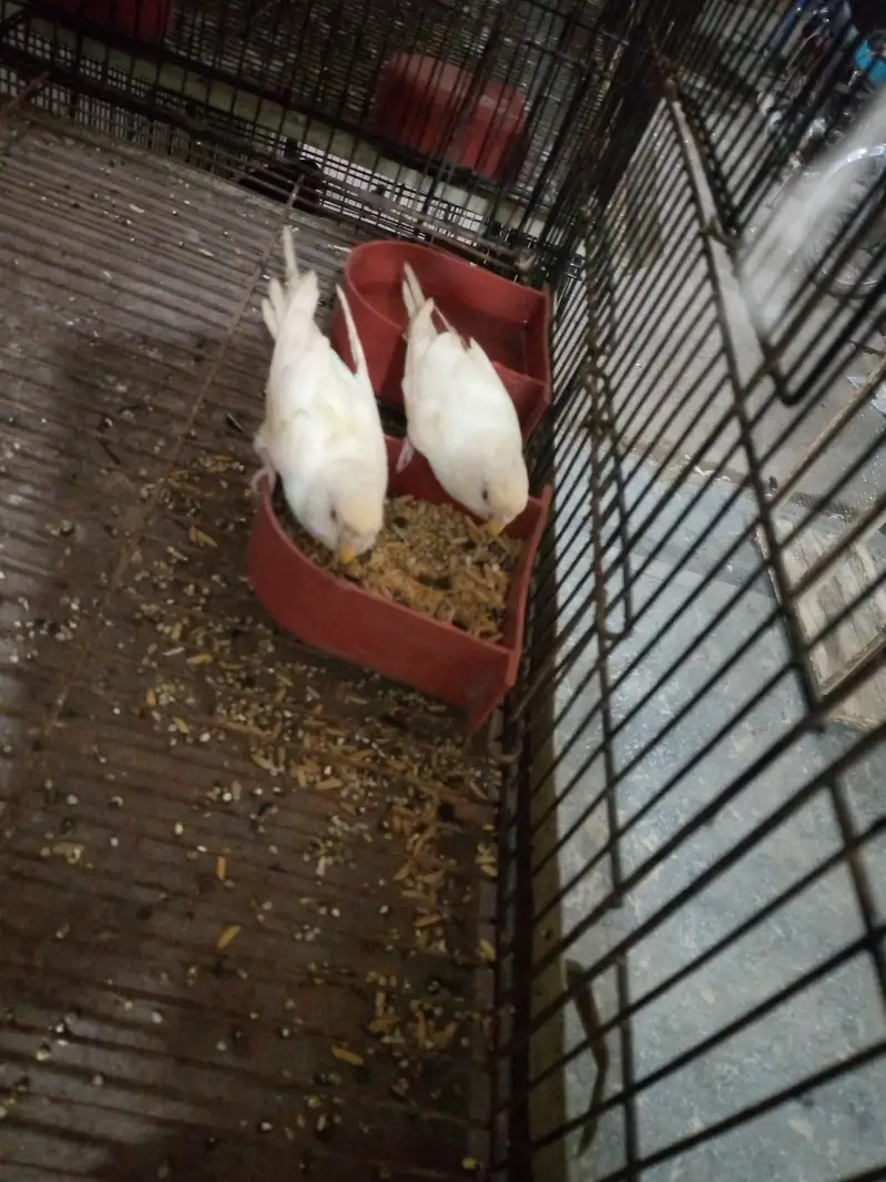 Eno cocktail breeder pairs and red eye budgies — photo 3