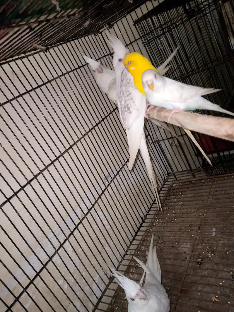 Eno cocktail breeder pairs and red eye budgies — photo 4